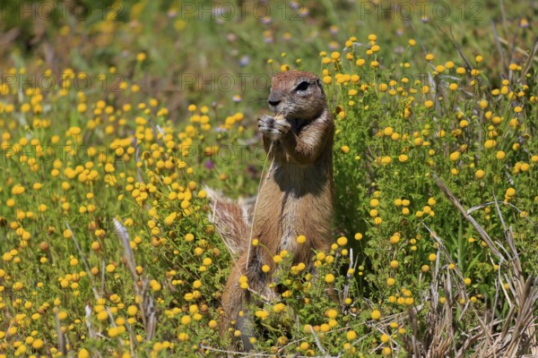 Cape bristle-thighed squirrel (Xerus inauris), adult, alert, standing upright, feeding, flower meadow, Mountain Zebra National Park, Eastern Cape, South Africa