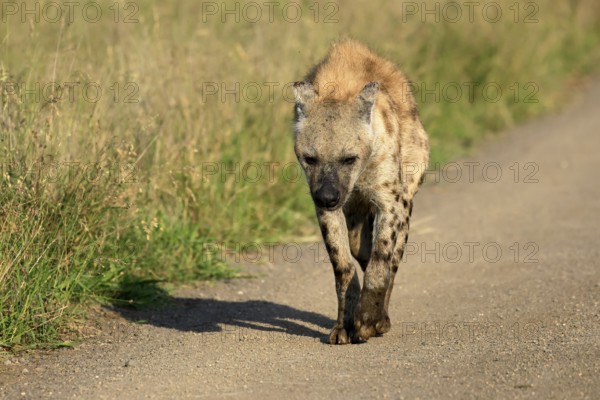 Spotted hyena (Crocuta crocuta), spotted hyena, adult, running, Kruger, Kruger National Park, South Africa
