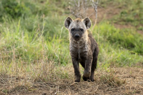 Spotted hyena (Crocuta crocuta), spotted hyena, juvenile, alert, running, Kruger, Kruger National Park, South Africa