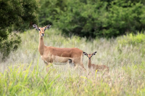 Black heeler antelope (Aepyceros melampus), impala, adult, female, young animal, mother with young animal, Kruger, Kruger National Park, South Africa
