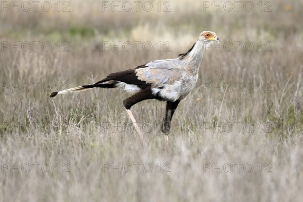 Secretary (Sagittarius serpentarius), adult, running, foraging, alert, Mountain Zebra National Park, Eastern Cape, South Africa