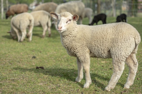 Een schattig lam staat in een groene weide tussen volwassen schapen. Het is a zonnige dag in het voorjaar en de dieren grazen vredig
