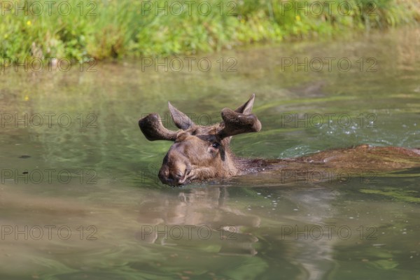 An aggressive bull moose (Alces alces) swims in a stream on a sunny day