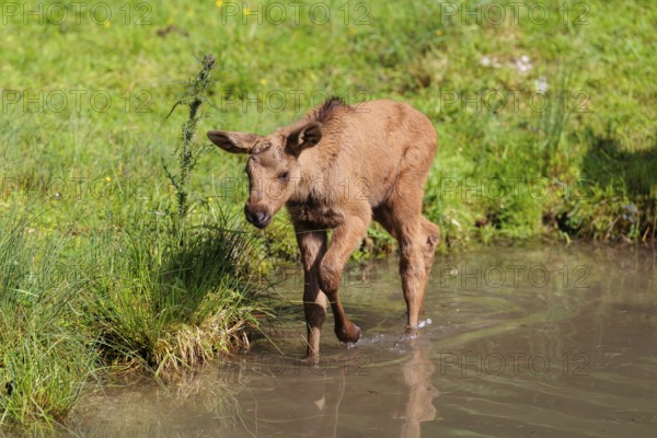 A moose calf (Alces alces) walks along the bank of a shallow stream on a sunny day in search of fresh food