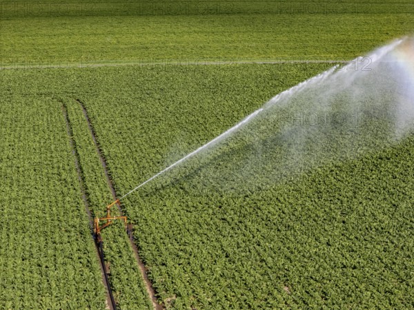 Artificial irrigation with a sprinkler system in a field where sugar beet is grown, near Rheurdt, on the Lower Rhine, North Rhine-Westphalia, Germany