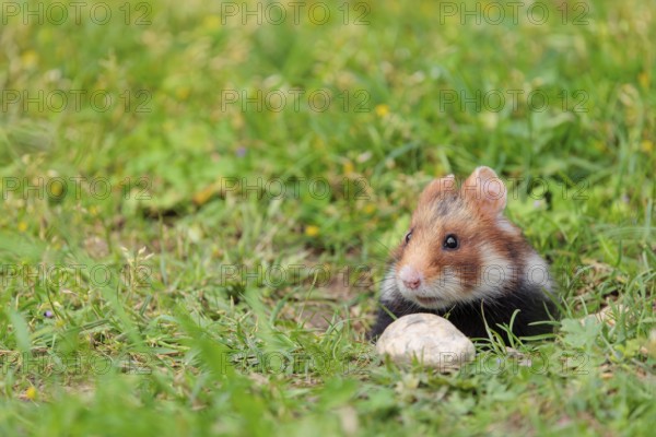 A European hamster (Cricetus cricetus) leaves his burrow
