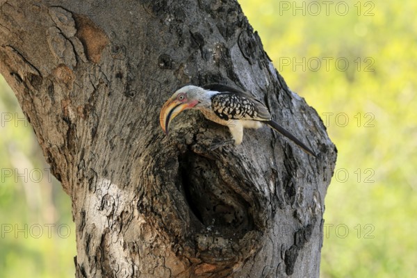 Southern Yellow-billed Hornbill (Tockus leucomelas), Red-ringed Hornbill, adult, male, at breeding den, alert, Kruger, Kruger National Park, South Africa