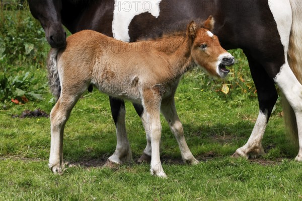Icelandic horses (Equus islandicus), foal and mare in a meadow, colt, Tierkind, Schleswig-Holstein, Germany