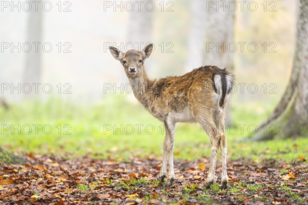 European fallow deer (dama dama) fawn standing in a forest on a foggy day in autumn, Bavaria, Germany
