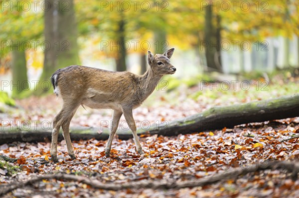 European fallow deer (dama dama) fawn standing in a forest on a foggy day in autumn, Bavaria, Germany