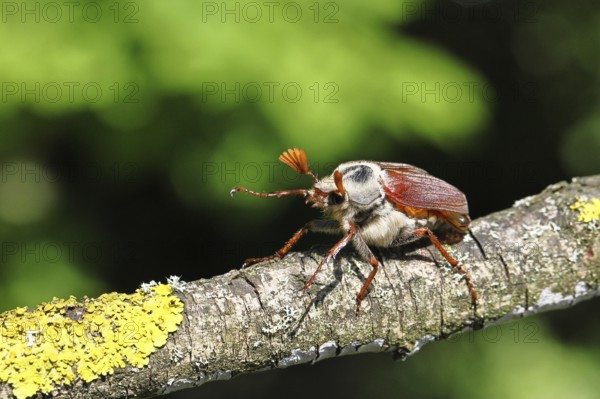 May beetle, wood cockchafer (Melolontha hippocastani), male, on a branch overgrown with lichen, close-up, Wilnsdorf, North Rhine-Westphalia, Germany