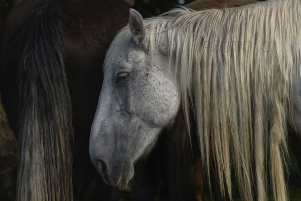 A white pair with long, golden manes are found between a large group of thick and brown pairs. Het is een zonnige dag en de dieren zijn ontspannen in het gras. Bas Rhin, Alsace, France