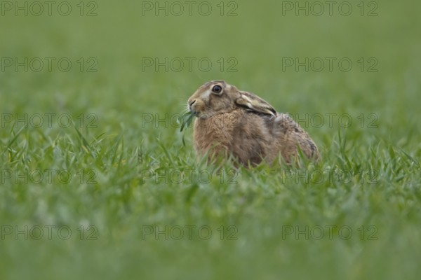 European brown hare (Lepus europaeus) adult animal feeding in a farmland cereal field in springtime, England, United Kingdom