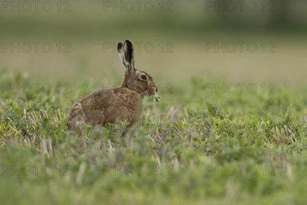 European brown hare (Lepus europaeus) adult animal feeding in a farmland field in springtime, England, United Kingdom