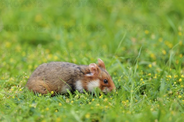 A European hamster (Cricetus cricetus) collects herbs, grass and daisies in a fresh green meadow