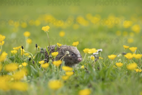 European hedgehog (Erinaceus europaeus) adult animal in a spring time meadow with flowering Buttercups, Suffolk, England, United Kingdom