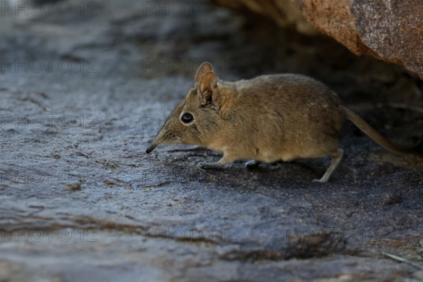 Short-eared elephant shrew (Macroscelides probosideus), adult, foraging, Mountain Zebra National Park, Eastern Cape, South Africa