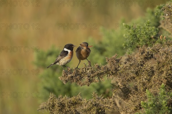 European stonechat (Saxicola rubicola) juvenile bird feeding on a moth being watched by a male bird, England, United Kingdom