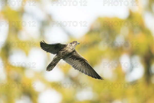 Peregrine falcon (Falco peregrinus) flying, autumn, Bavaria, Germany