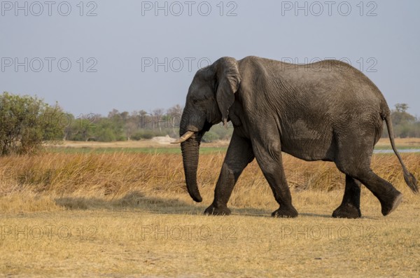 African elephant (Loxodonta africana), adult, Okavango Delta, Moremi Game Reserve, Botswana