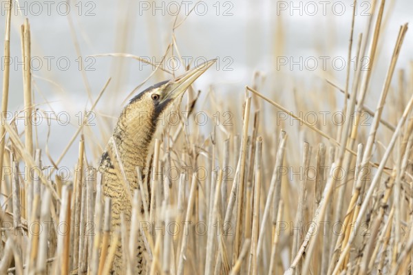 A quick look... Bittern (Botaurus stellaris) in winter, head portrait, cropped view, lives hidden in its typical habitat in the reed belt, sticks its head out of the reeds, rare native bird species, clear, detailed image typical for the species, wildlife, native nature, North Rhine-Westphalia, Germany, Western Europe