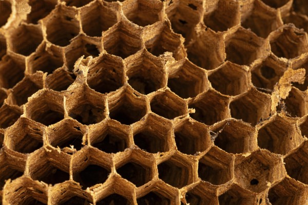 Piece of honeycomb of an abandoned hornet's nest against a black background, close-up