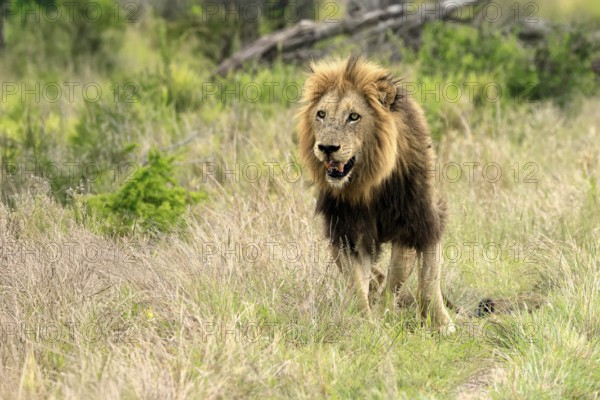 Lion (Panthera leo), male, alert, Kruger, Kruger National Park, South Africa