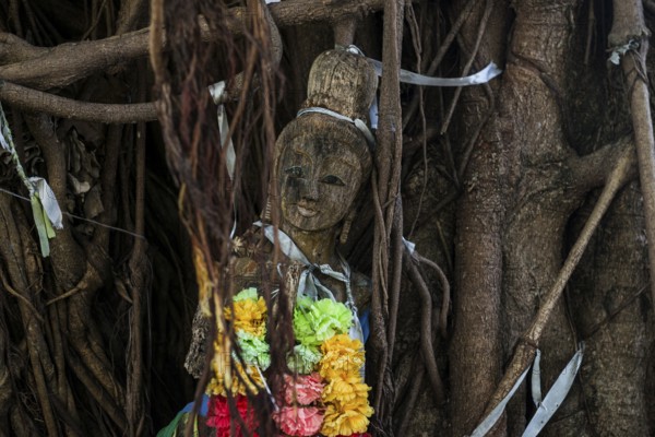 Bodhi tree, Ficus religiosa, wooden figure, Koh Phi Phi, Krabi, Andaman Sea, Thailand