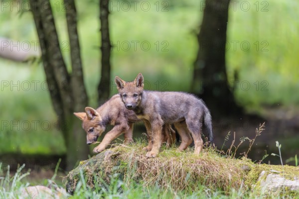 Two gray wolf pups (Canis lupus lupus) stand on, or next to a rock on a small hill at the edge of the forest and observe the other members of the pack