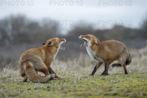 Rancid season... Fox / red fox (Vulpes vulpes), two foxes, red foxes in the rancour period, get into a fight, threaten, fight with each other, compete, show their teeth with wide open muzzle, native wildlife, wildlife, nature, Netherlands, Western Europe