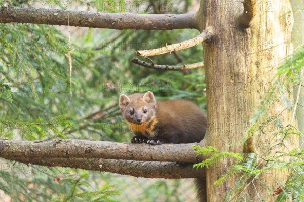European pine marten (Martes martes) in a forest in autumn, Bavaria, Germany