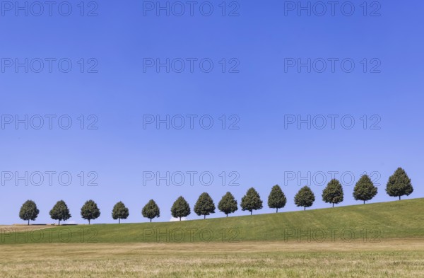 Landscape near Waldenbuch. Tree avenue with blue sky in summer. Baden-Württemberg, Germany