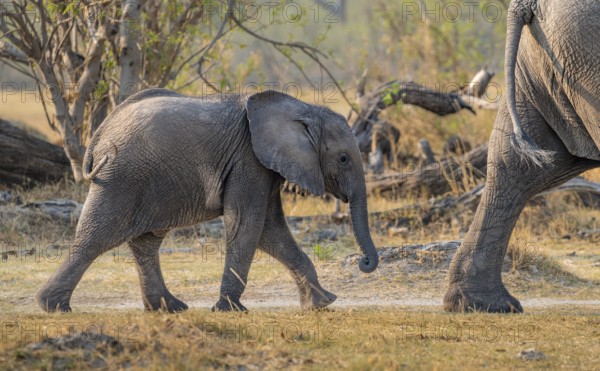 African elephant (Loxodonta africana), young animal running behind mother, Okavango Delta, Moremi Game Reserve, Botswana