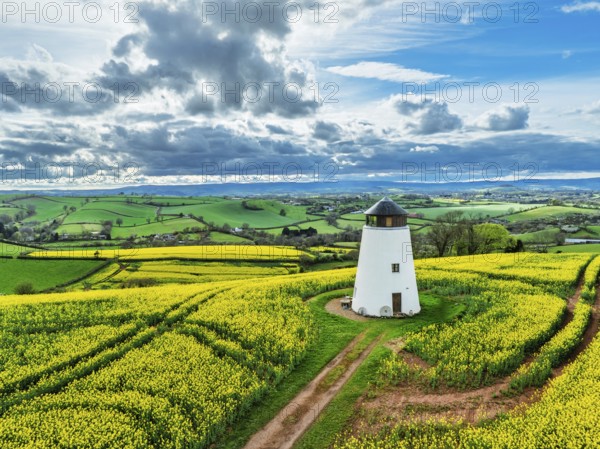 Rapeseed fields and Farms over Devon Windmill from a drone, Torquay, Devon, England, United Kingdom