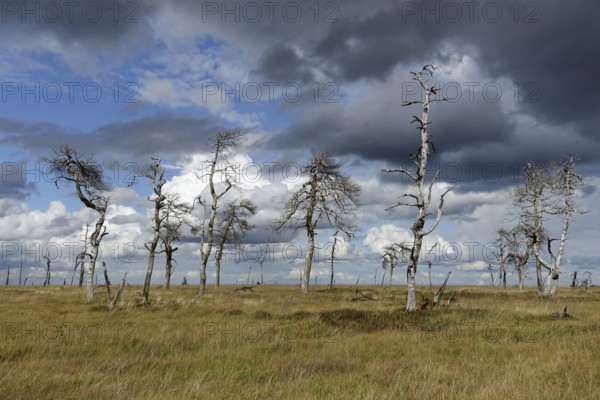 Noir Flohay in the High Fens, an upland moor in the Eife, dead trees are the remains of a large forest fire, low-hanging clouds provide a dramatic lighting mood that matches the picture, well-known and important nature reserve in Belgium near the German border near Aachen, Wallonia, Western Europe