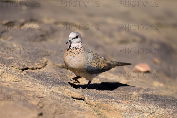 Palm Pigeon (Spilopelia senegalensis), adult, on the ground, foraging, Mountain Zebra National Park, Eastern Cape, South Africa