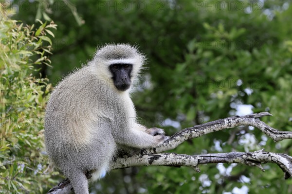 Vervet Monkey (Chlorocebus pygerythrus), adult, sitting, tree trunk, Kruger, Kruger National Park, South Africa