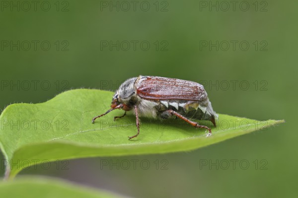 May beetle, wood cockchafer (Melolontha hippocastani), female, on a leaf litter, close-up, Wilnsdorf, North Rhine-Westphalia, Germany