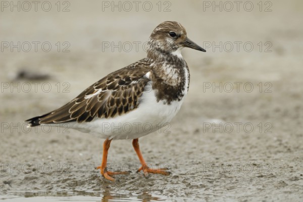 In a light plumage... Turnstone (Arenaria interpres), actually common but nevertheless endangered wading bird, migratory bird, typical limicole in the Wadden Sea on the North Sea, native nature, North Sea coast, Wadden Sea, Germany