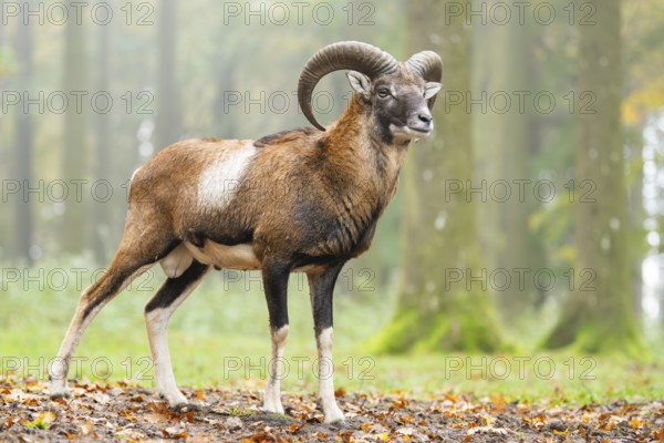European mouflon (Ovis aries musimon) ram (male) standing in a forest in autumn, Bavaria, Germany