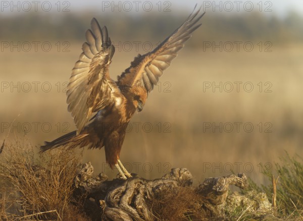 Young female marsh harrier (Circus aeruginosus) on a tree root in morning fog, Castilla-La Mancha, Spain