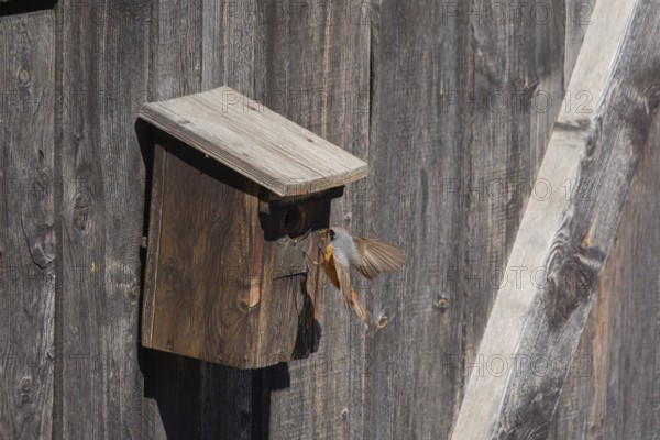 A male common redstart (Phoenicurus phoenicurus) landing on a birdhouse with insects in its beak, animal photo, bird, bird species, nature photo, wildlife, fauna, Morter, Latsch, Italy