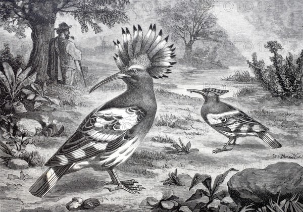 Bird, Hoopoe, Upupa epops, Historical, digitally enhanced reproduction of a 19th century model
