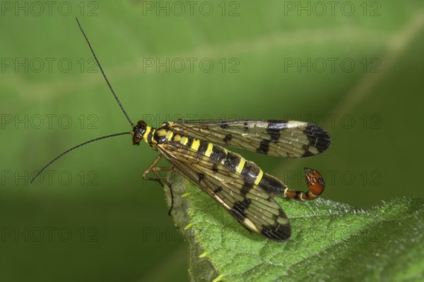 A male scorpion fly (Panorpa communis) with transparent wings on a green leaf, Baden-Württemberg, Germany