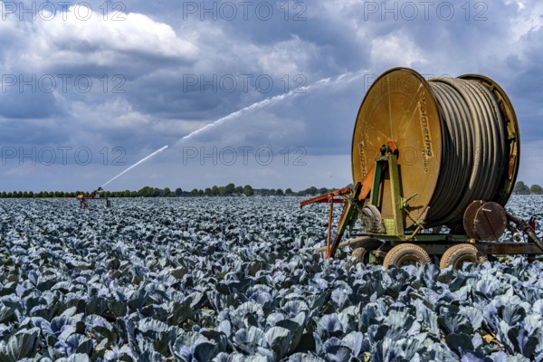 Agriculture, artificial irrigation of a field, irrigation system, cabbage cultivation, red cabbage, near Kempen on the Lower Rhine, North Rhine-Westphalia, Germany