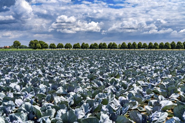 Agriculture, fields, cabbage cultivation, red cabbage, near Kempen on the Lower Rhine, North Rhine-Westphalia, Germany