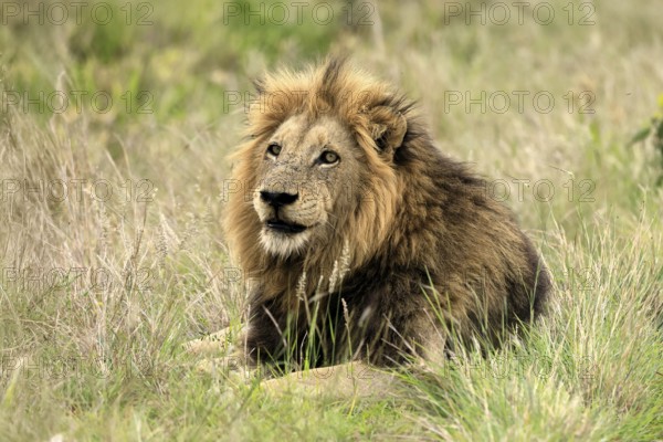 Lion (Panthera leo), male, portrait, alert, Kruger, Kruger National Park, South Africa