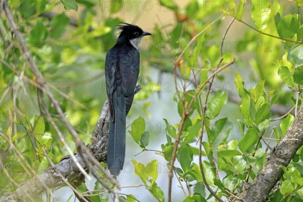 Cape Cuckoo (Clamator levaillantii), adult, on tree, alert, Kruger, Kruger National Park, South Africa