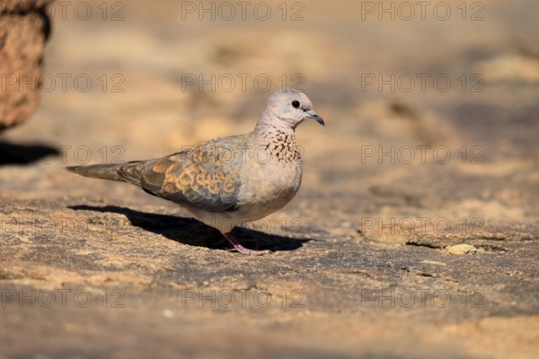 Palm Pigeon (Spilopelia senegalensis), adult, on the ground, foraging, Mountain Zebra National Park, Eastern Cape, South Africa