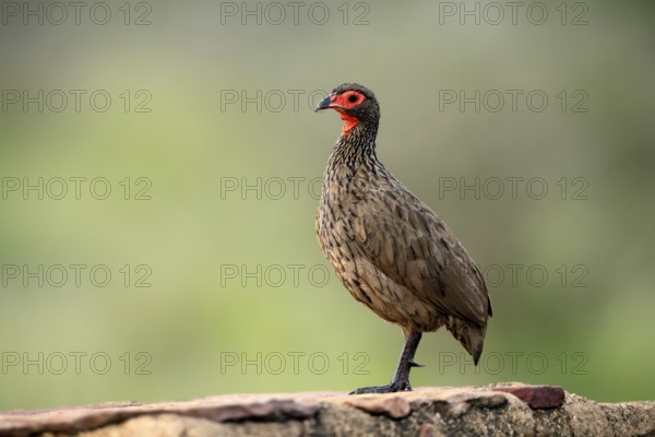 Swainson's francolin (Pternistis swainsonii), adult, alert, Kruger, Kruger National Park, South Africa